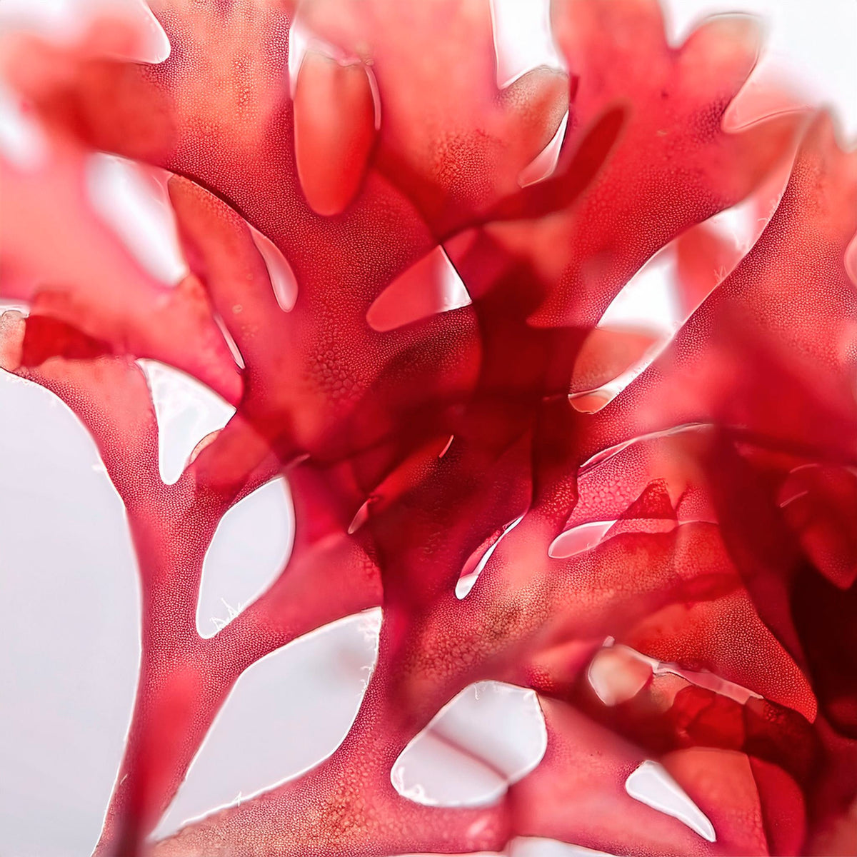 Red algae, a natural source of astaxanthin